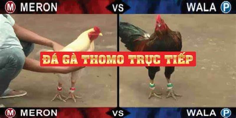 trực tiếp đá gà thomo